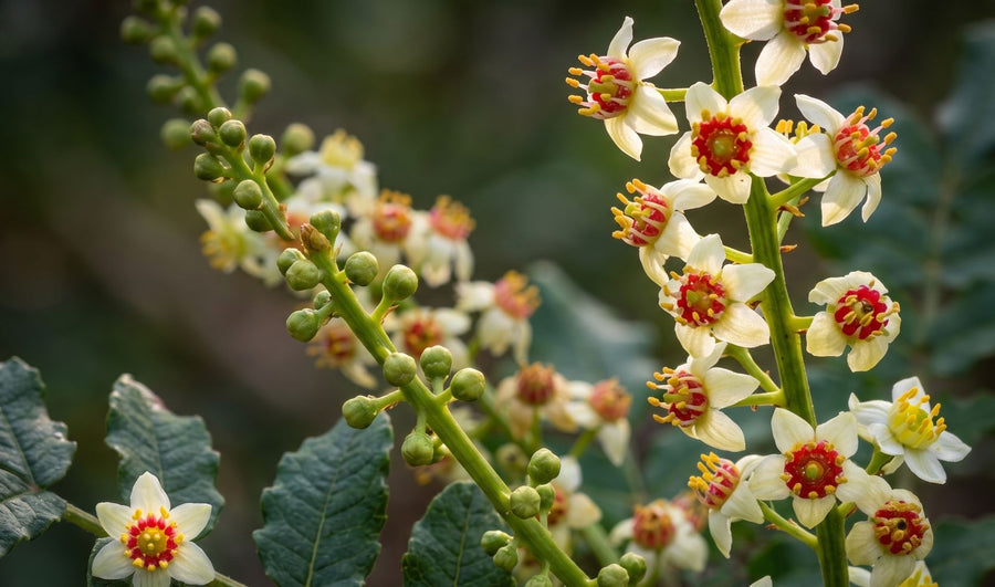 Boswellia