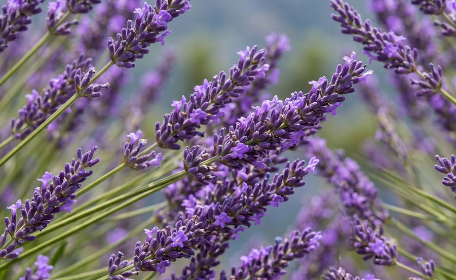 Lavanda microencapsulada